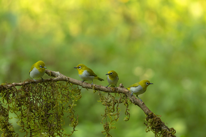 Oriental white eye, Zosterops palpebrosus, Dandeli, India Oriental white eye, Zosterops palpebrosus, Dandeli, India, by Zoonar RealityImages