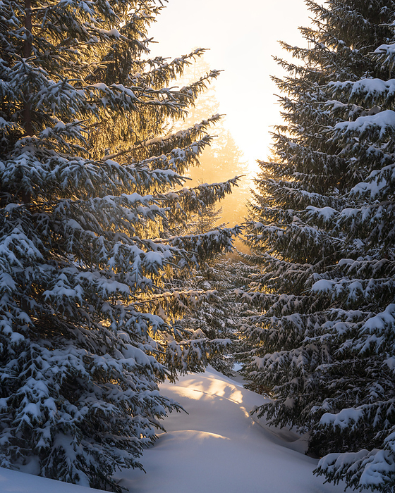 tannheimer valley fir trees at sunrise in winter with fresh deep snow tannheimer valley fir trees at sunrise in winter with fresh deep snow, by Zoonar Daniel Pahmei