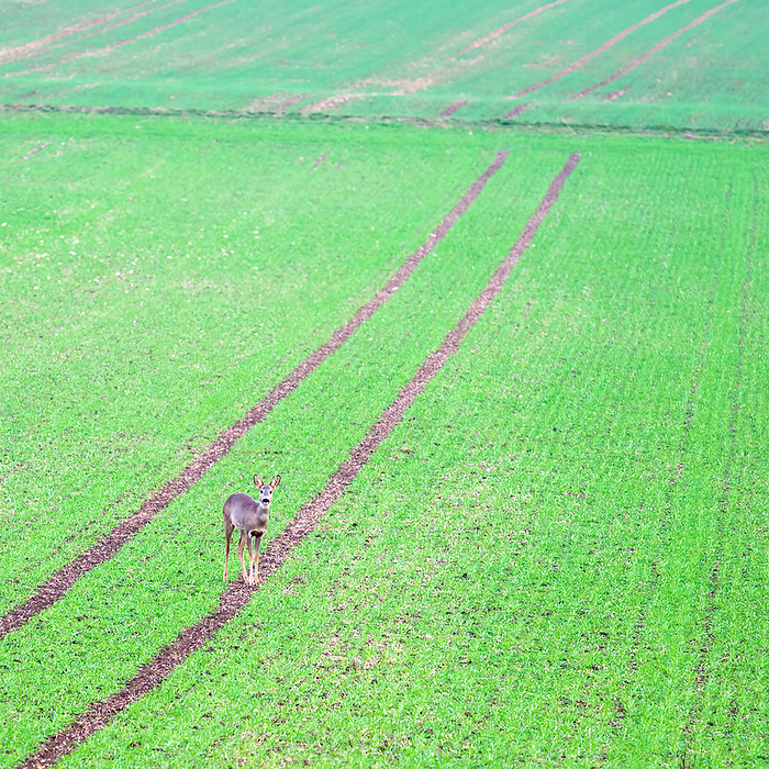 female deer on a green field looking to viewer female deer on a green field looking to viewer, by Zoonar Ewald Fr