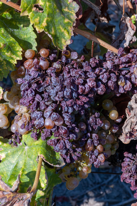 Diseased French wine grapes