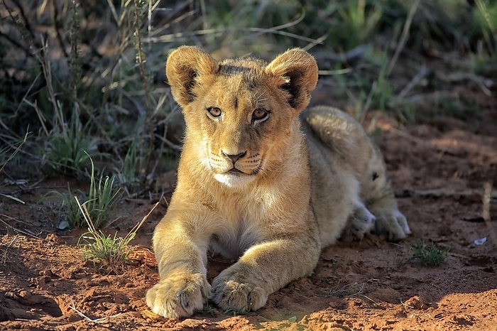 lion  Panthera leo  Lion  Panthera leo , cub, four months, lying, Tswalu Game Reserve, Kalahari, North Cape, South Africa, Africa