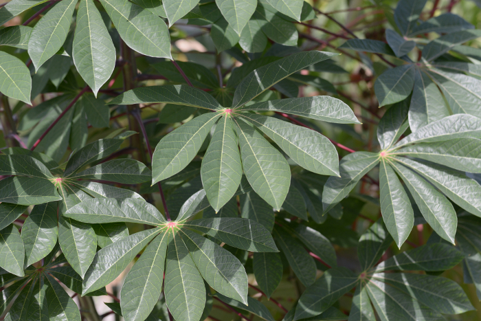 cassava leaf pattern