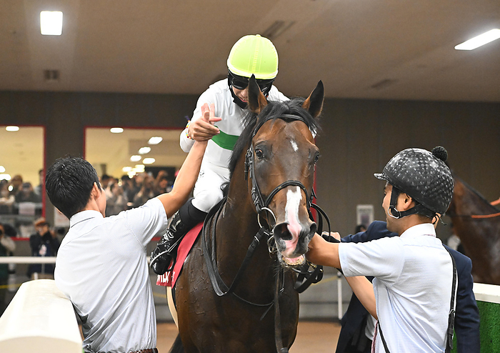 2023 Mainichi Oukan  G2  Elton Burrows Winner October 8, 2023 Horse Racing Race 11R Mainichi Oukan 1, No. 6, Elton Rose Junya Nishimura  middle  shakes hands firmly with stable staff Location   Tokyo Racecourse