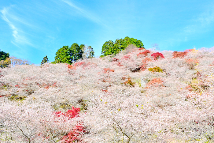Shikizakura cherry blossoms and autumn leaves blooming all over the slope
