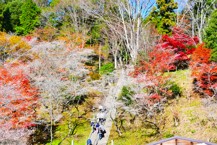 Kawami Yakushiji Temple, with beautiful seasonal cherry blossoms and autumn leaves