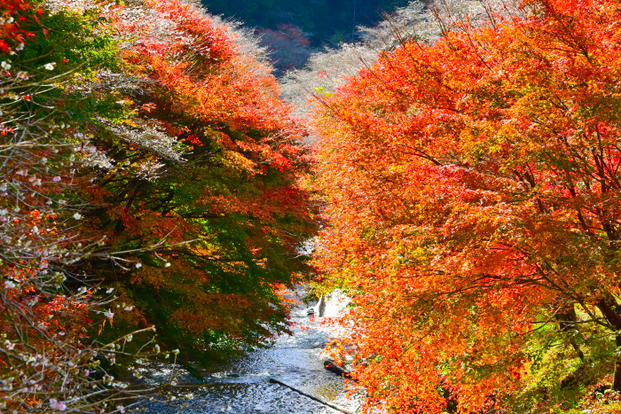 Kakigairi Trail with beautiful autumn leaves and seasonal cherry blossoms