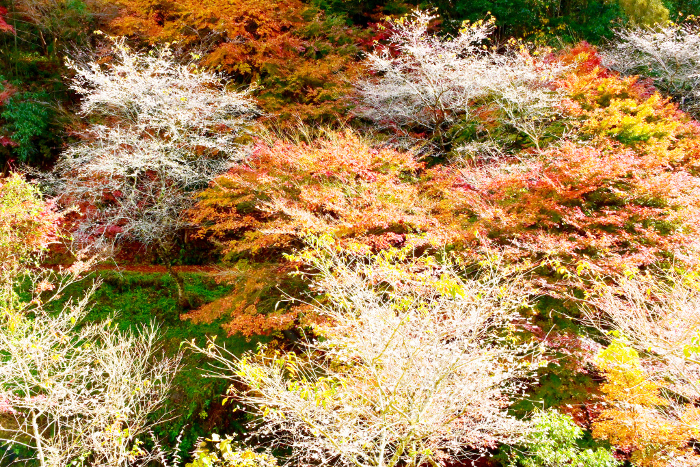 Kakigairi Trail with beautiful autumn leaves and seasonal cherry blossoms