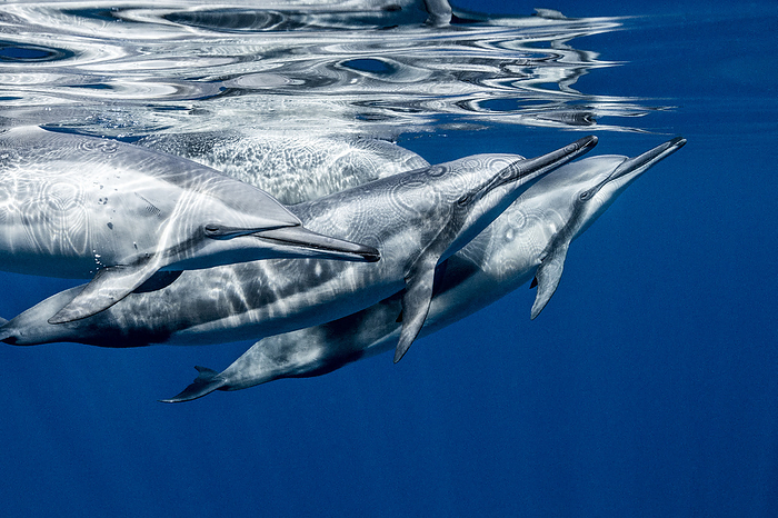Long-beaked dolphin Hawaii