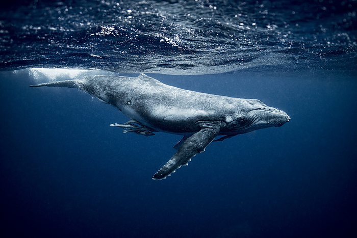 Humpback Whale Tonga