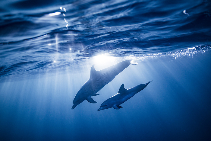 Dolphin Bahamas