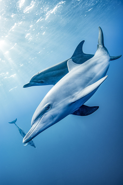 Bottlenose dolphin Bahamas