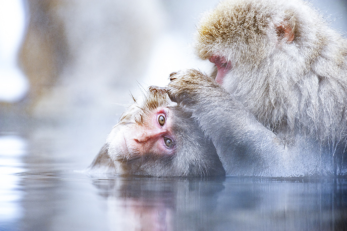 Japanese monkey hot spring