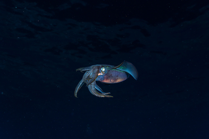 Tokyo, Ogasawara, a bluefin reef squid swimming in the sea at night