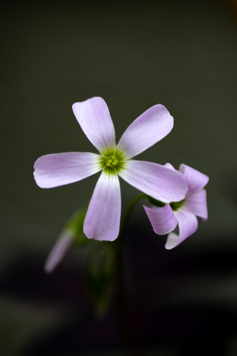 Oxalis triangulalis flower