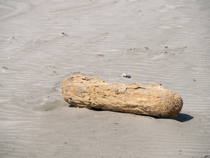 Driftwood on the beach.