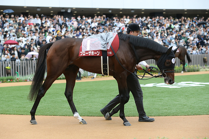 2023 Kyoto Daishoten G2 Blow the Horn   Blow the Horn is led through the paddock before the Kyoto Racecourse in Kyoto, Japan, October 9, 2023.  Photo by Eiichi Yamane AFLO 