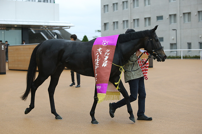 2023 Opal Stakes Meisho Gensen Winner 2023 10 08 KYOTO 11R Salaried 3years old Open YUKAN FUJI HAI OPAL STAKES Winner   2 Favorite Meisho Gensen   Kyoto Racecourse in Kyoto, Japan, October 8, 2023.