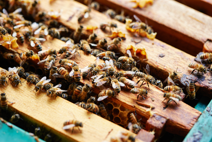 Bees swarming on the diaphragm Beekeeping image