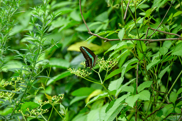 scrubious swallowtail butterfly (esp. the citrus swallowtail butterfly, Papilio xuthus)