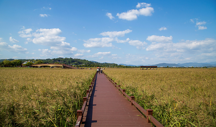 The Suncheon Bay Wetland in Suncheon The Suncheon Bay Wetland, Oct 11, 2023 : The Suncheon Bay Wetland in Suncheon, about 420 km  261 miles  south of Seoul, South Korea. The coastal wetland features salt swamps, wide tideland, habitat for migratory birds and fields of reeds and it became the first Korean coastal wetland to be included in the Ramsar list of protected wetlands. The whole city of Suncheon was designated as a UNESCO Biosphere Reserve in 2018.  Photo by Lee Jae Won AFLO 
