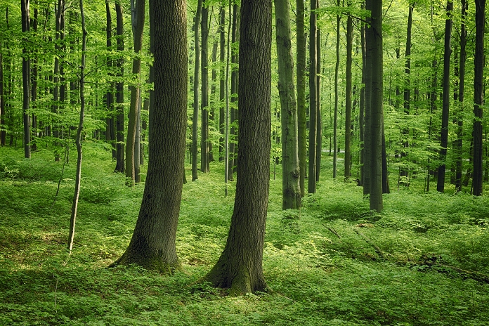 European Beech (Fagus sylvatica) Forest in Spring, Hainich National Park, Thuringia, Germany