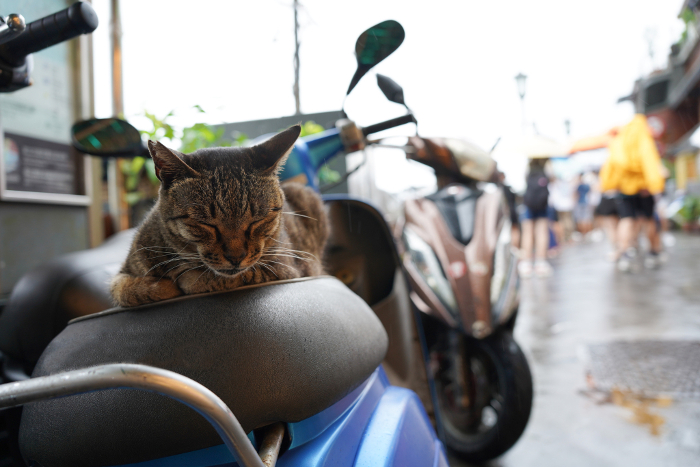 Moped and cat (Taiwan)