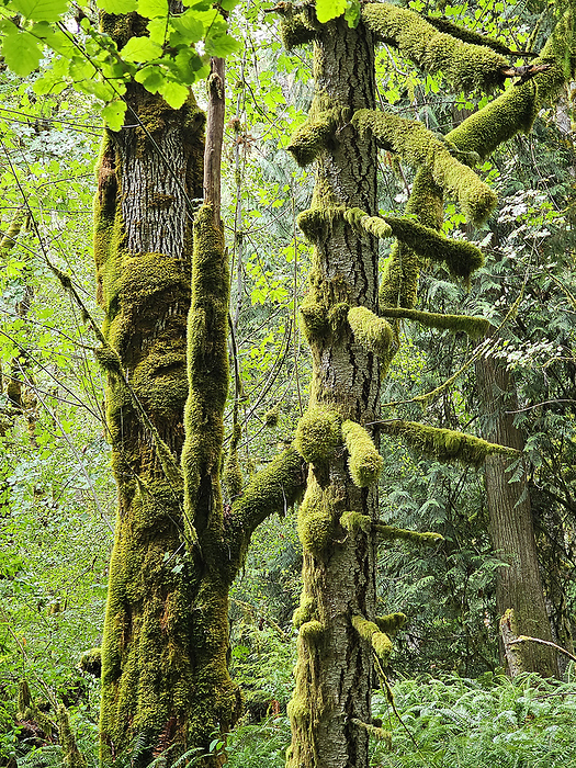 moss in temperate rainforest