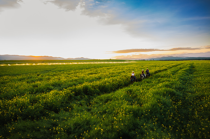 Three cowgirls riding horses at sunset through a canola field, by Cavan Images / Noah Couser