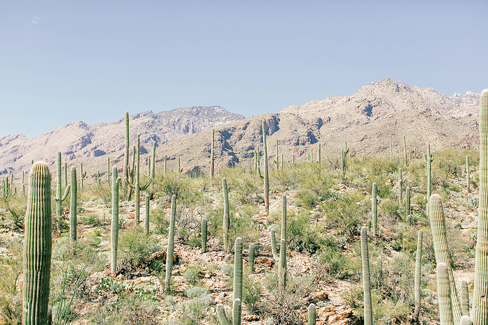 Horizontal landscape of cactus against mountains, by Cavan Images / Feather & Twine