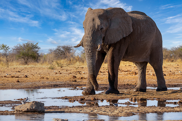 Elephant in ethosa national park, Namibia, by Cavan Images / matthieu gallet