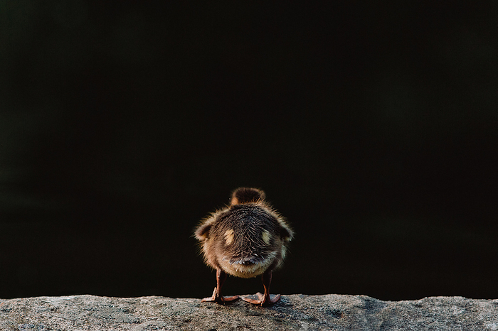 Tiny mallard duckling contemplating the water in Sheffield, by Cavan Images / Elly Lucas