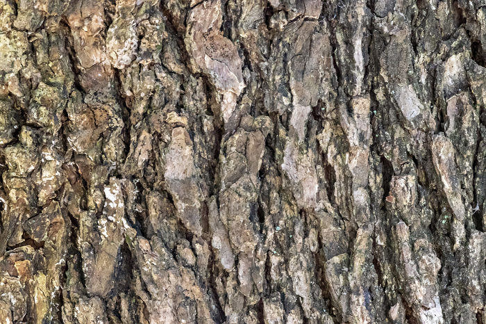 Rough surface texture of bark