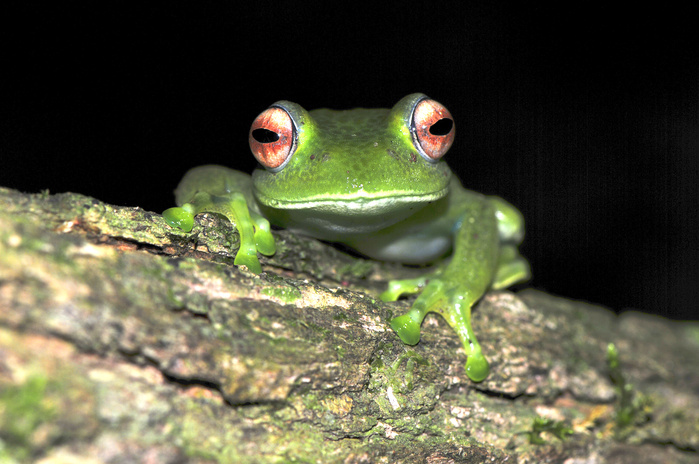 red eyed green tree frog  Rhacophorus arboreus  Scientific name: Boophis luteus Madagascar Red Eyed Jello Tree Frog  Boophis luteus  in the rain forests in the north of Madagascar, Africa, Indian Ocean