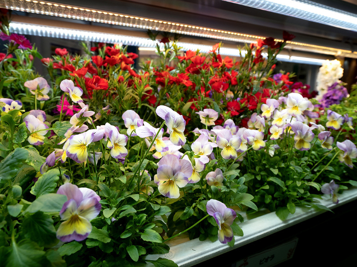 Plant cultivation of edible flowers