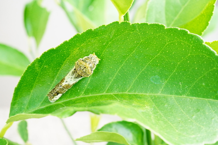 Middle instar larvae of the dung-shaped Nami-Ageh butterfly crawling on green lemon leaves outdoors