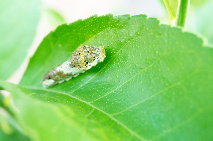Middle instar larva of Nymphalidae butterfly mimicking bird droppings on an outdoor green lemon leaf