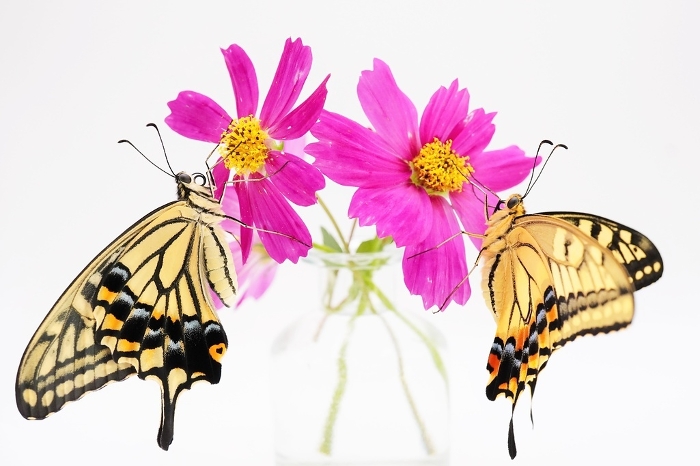 Two species of swallowtails, the Namiagehata and the Kiaagehata butterflies, captured on a pretty pink cosmos flower on a white background.