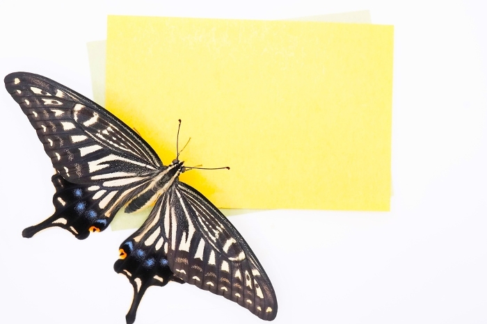 Mockup of a yellow summer-image message card with a white background perched on an open-winged swallowtail butterfly