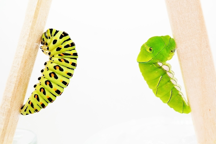 Predecessor pupae of Nymphalidae and Chiageha butterflies hanging on a split thread on a white background