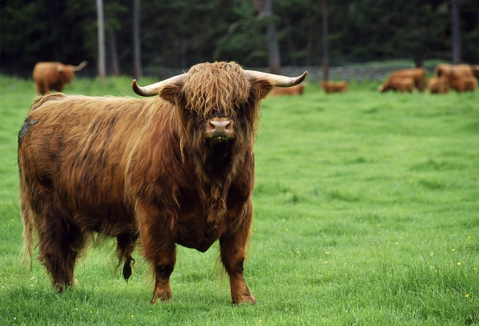 United Kingdom Highland cattle bull, Scotland, UK.