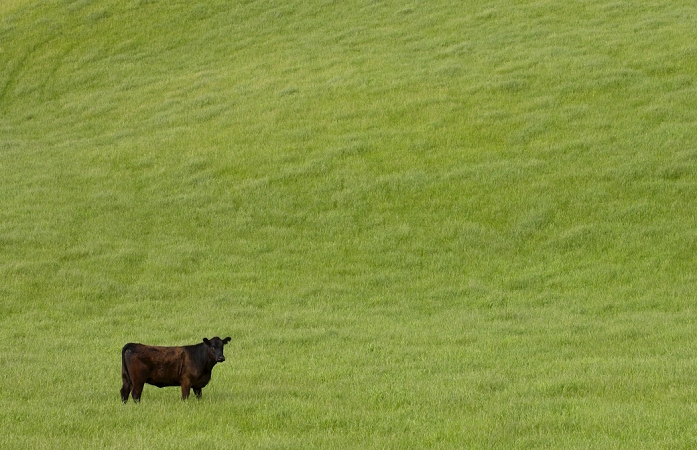 New Zealand Bull in a  meadow near Waiuku on North Island  in New Zealand