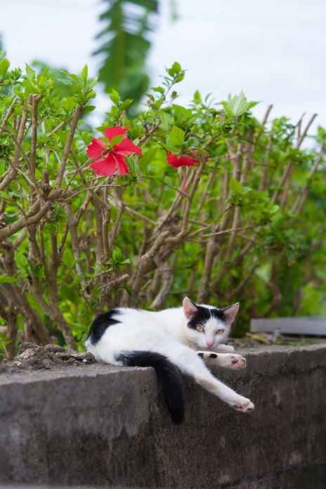 Black and white cat relaxing on a fence in a village