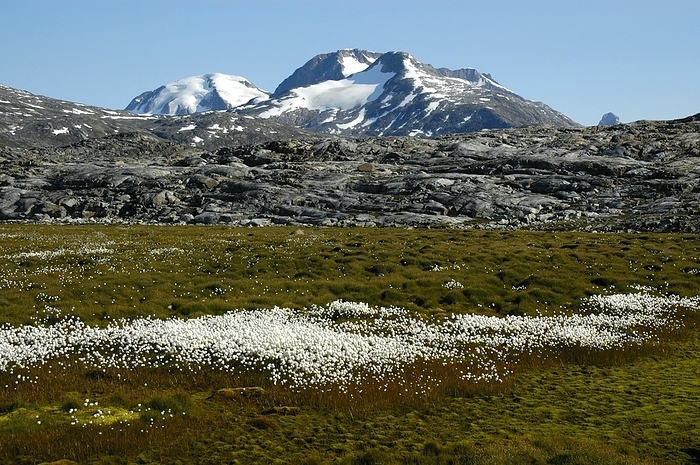 Tundra Alaska Arctic Cotton grass Eriophorum scheuchzeri grows in a swamp with a snowcapped mountain in the background Eastgreenland