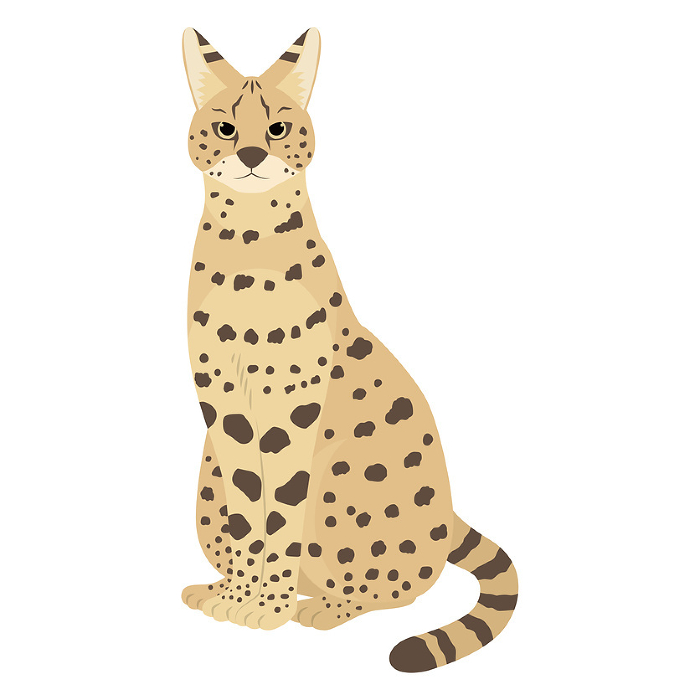 Clip art of serval cat