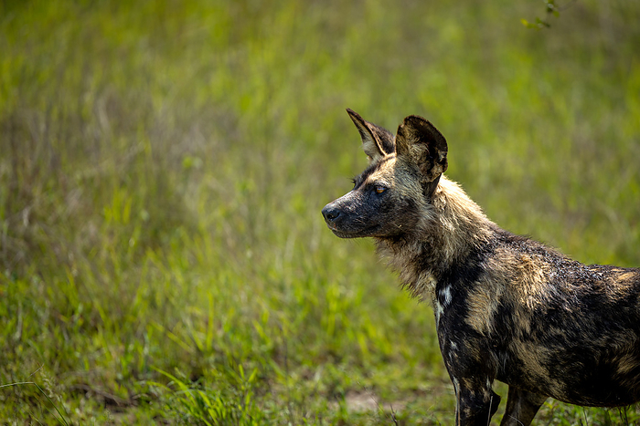 Londolozi Wildlife Reserve,South Africa,A wild dog, Lycaon pictus, standing in the grass. A wild dog, Lycaon pictus, standing in the grass., Londolozi, Sabi Sands, South Africa