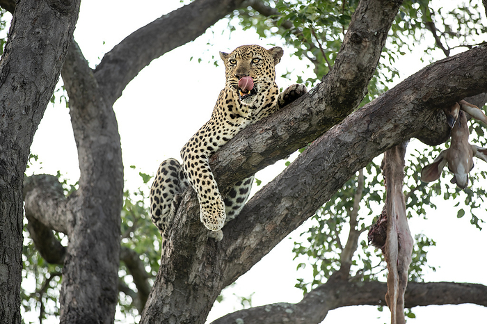 Londolozi Wildlife Reserve,South Africa,A leopard, Panthera pardus, lies down in a branch, with a hoisted carcass. A leopard, Panthera pardus, lies down in a branch, with a hoisted carcass. , Londolozi, Sabi Sands, South Africa