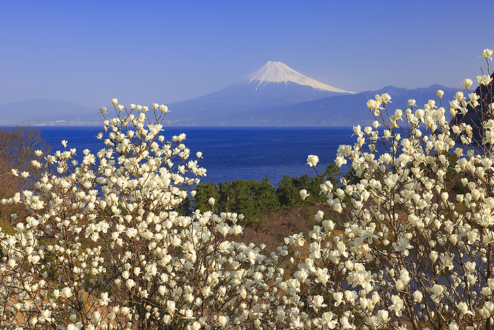 Magnolias blooming on the Izu Peninsula and Mt. Fuji seen over Suruga Bay Shizuoka Prefecture