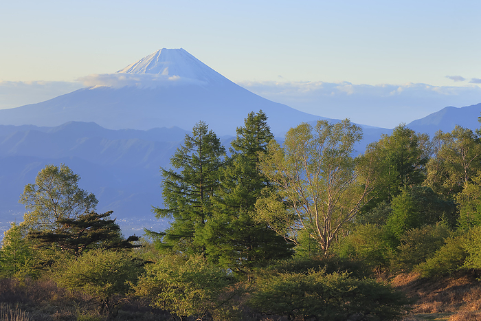 Fresh greenery of Mt. Amari and Mt. Fuji in the morning sun, Yamanashi Pref.