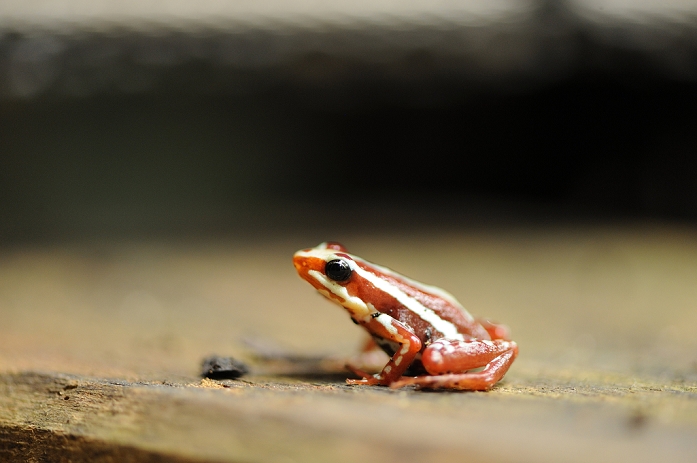 Phantasmal poison frog (Epipedobates tricolor)