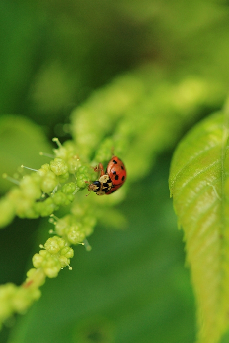 seven-spotted ladybug (Coccinella septempunctata)